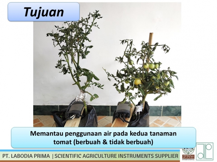 Perbandingan Sap Flow Tomat Berbuah dan Tanpa Buah PT